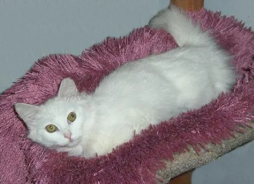 Snow White, adopted from Cats For Life in Houston, Texas
