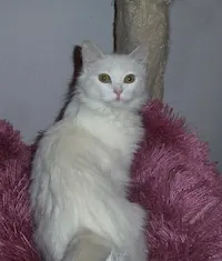 Snow White, photo 3