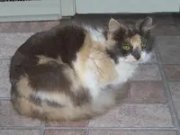 Delilah - big-time lap kitty and bed buddy, photo 1
