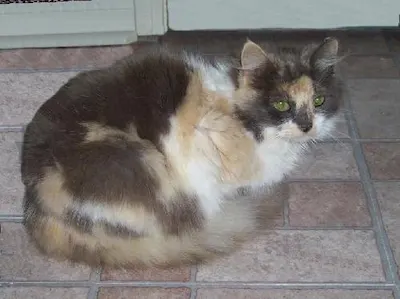 Delilah - big-time lap kitty and bed buddy, adopted from Cats For Life Houston