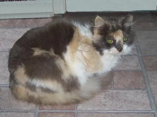 Delilah - big-time lap kitty and bed buddy, adopted from Cats For Life in Houston, Texas