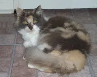 Delilah - big-time lap kitty and bed buddy, photo 2