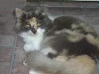 Delilah - big-time lap kitty and bed buddy, photo 3
