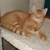 T.K., photo 1