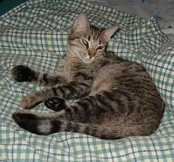 Moonjava, adopted from Cats For Life in Houston, Texas
