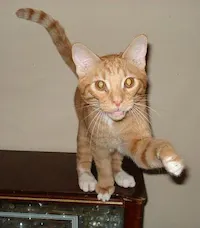 Little Feats, photo 2