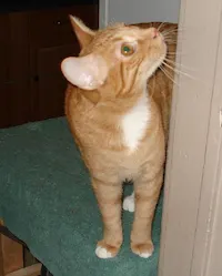Little Feats, photo 4