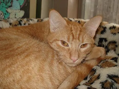 Mighty Max, adopted from Cats For Life in Houston, Texas