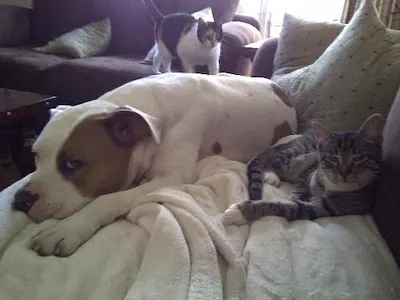 Buttercup, adopted from Cats For Life Houston