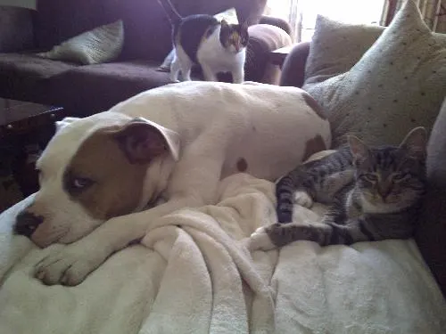 Buttercup, adopted from Cats For Life in Houston, Texas