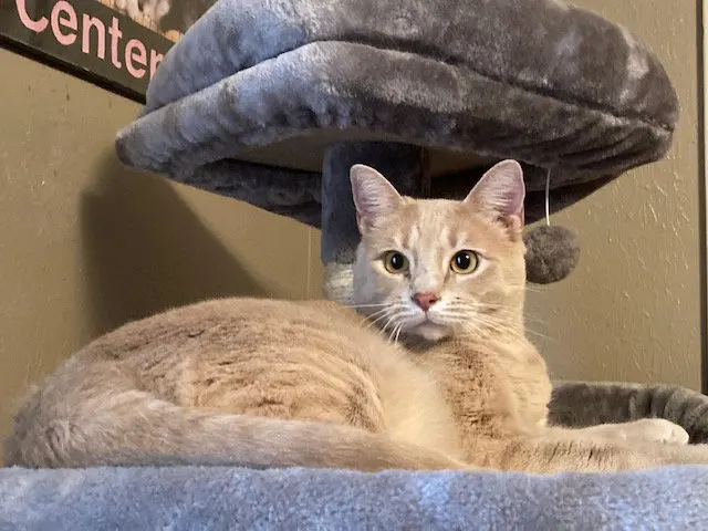 Sherry, adopted from Cats For Life in Houston, Texas