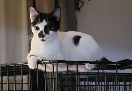 Stella, a female Domestic Short Hair / Siamese available for adoption in Houston, Texas