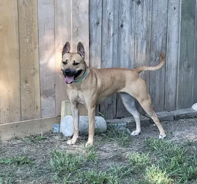 Kapriee, a female Labrador Retriever / Boxer / Mixed available for adoption in Houston