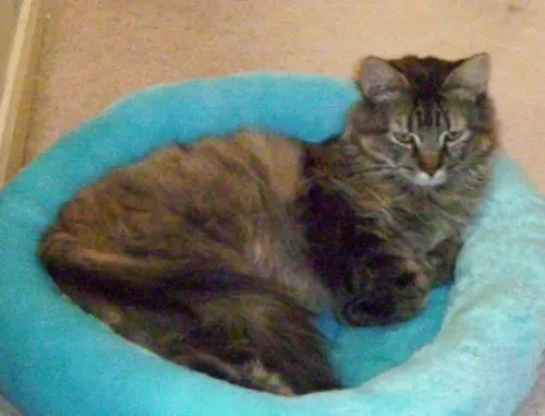 Zoe, adopted from Cats For Life in Houston, Texas
