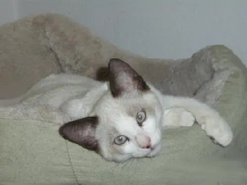 Cody, adopted from Cats For Life in Houston, Texas
