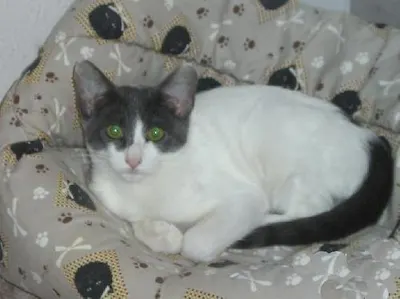 Hayley, adopted from Cats For Life Houston