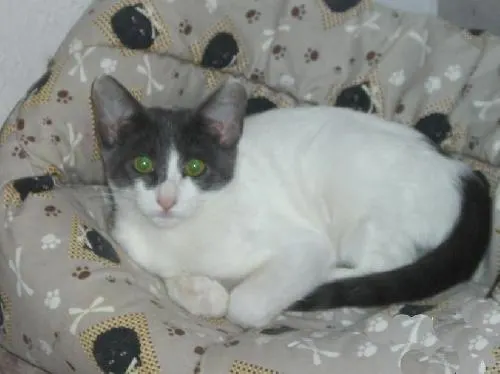 Hayley, adopted from Cats For Life in Houston, Texas