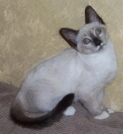 Venus, adopted from Cats For Life Houston