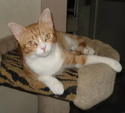 Vincenzo, adopted from Cats For Life Houston