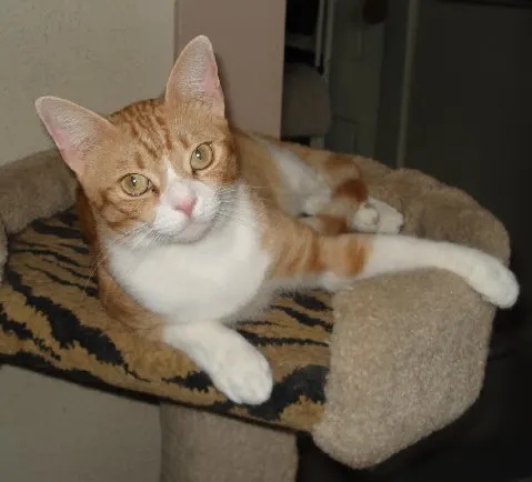 Vincenzo, adopted from Cats For Life in Houston, Texas