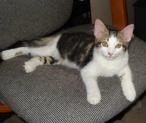 Kaboodle, adopted from Cats For Life in Houston, Texas