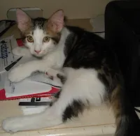Kaboodle, photo 3