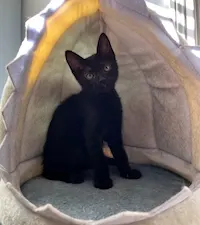Taco, photo 1
