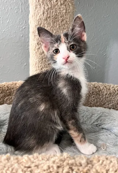 Ava, adopted from Cats For Life Houston